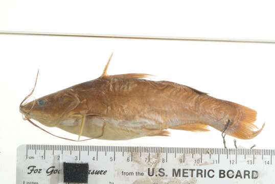 Image of Catfish