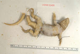 صورة Leiocephalus carinatus varius Garman 1887