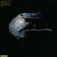 Image of Amphipoda