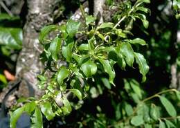 Image of Forest Mirrorplant