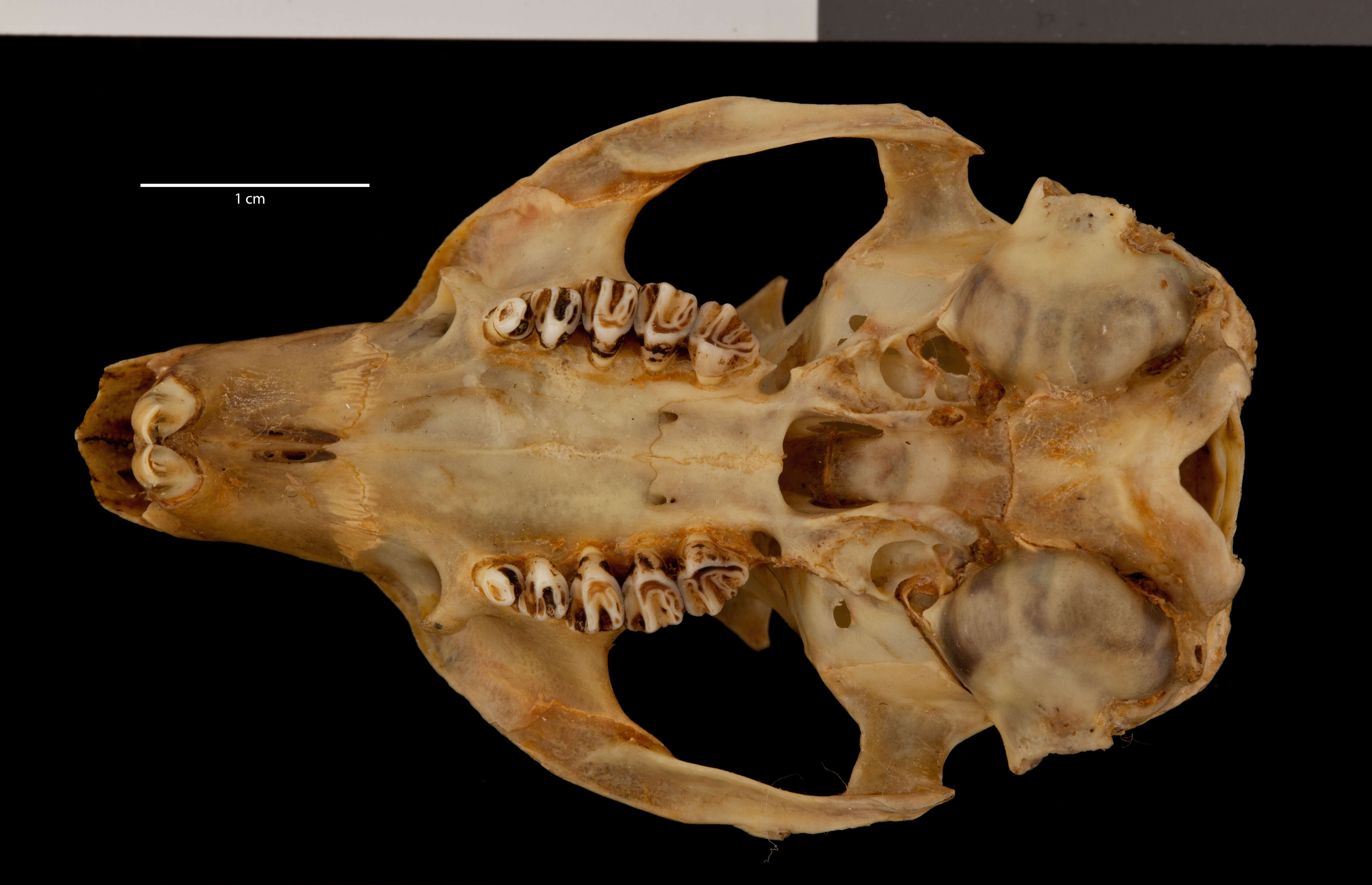 Plancia ëd Urocitellus parryii nebulicola (Osgood 1903)