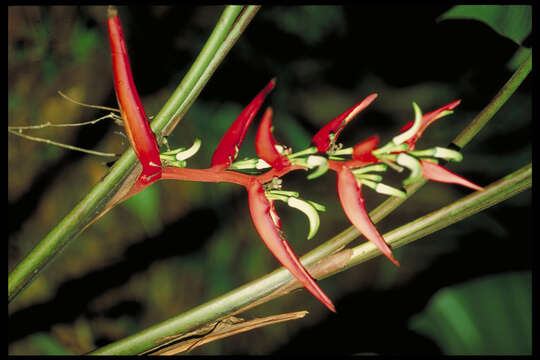 Image of Heliconia scarlatina Abalo & G. Morales