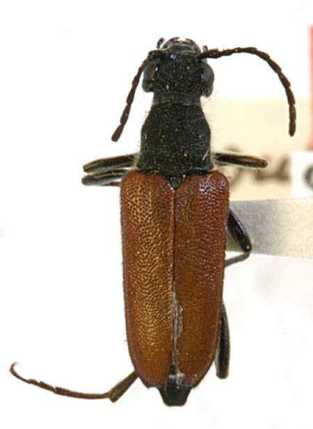 Image of Brachyleptura boulderensis Casey 1913