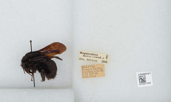 Image of Bombus morio (Swederus 1787)