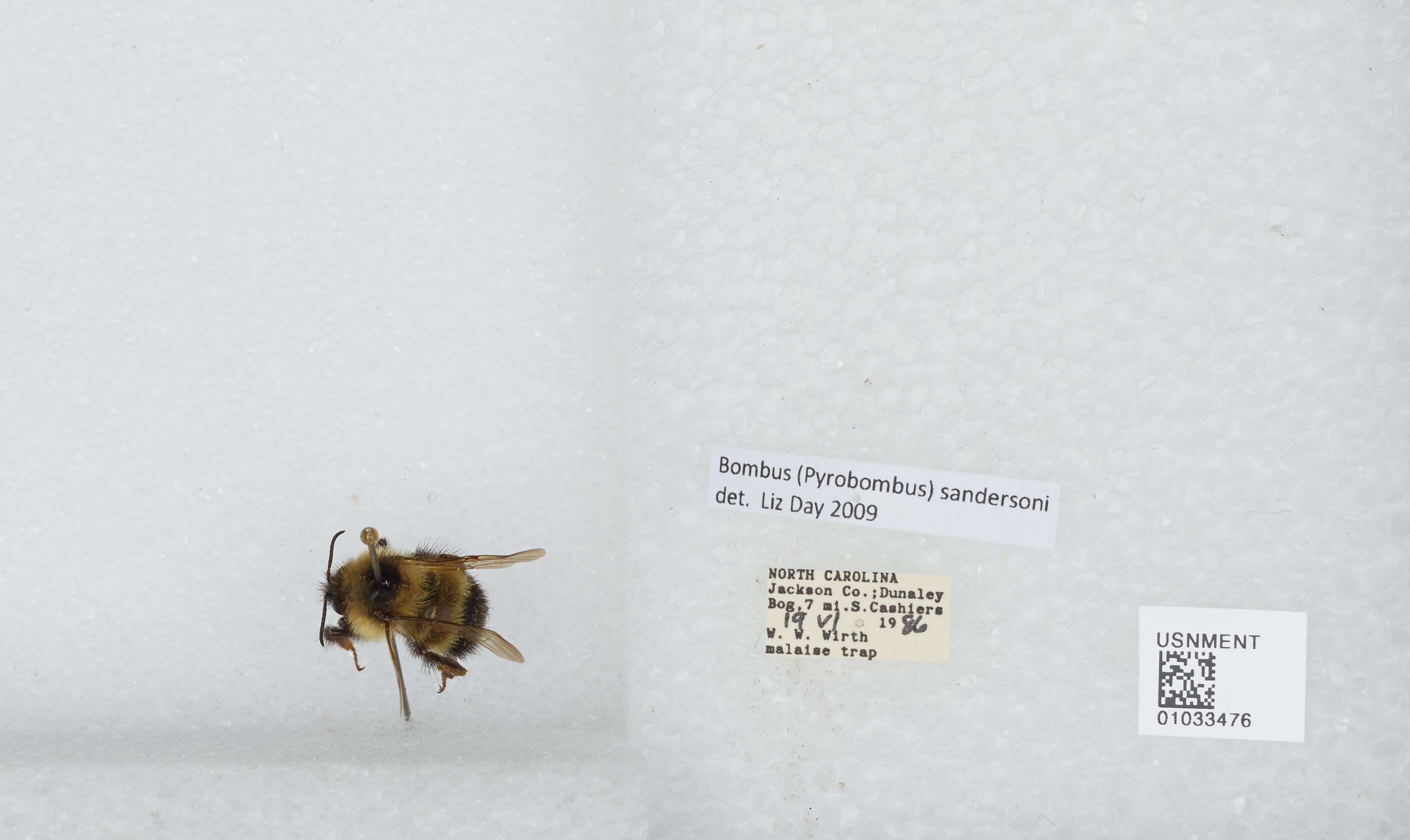 Image of Sanderson Bumble Bee