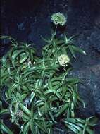 Image of globe schiedea