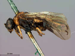 Image of Schizocerus