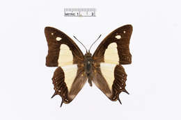 Image of Polyura athamas Drury 1773