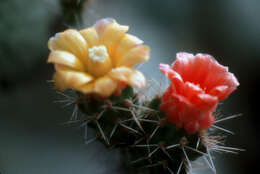 Image of sour pricklypear