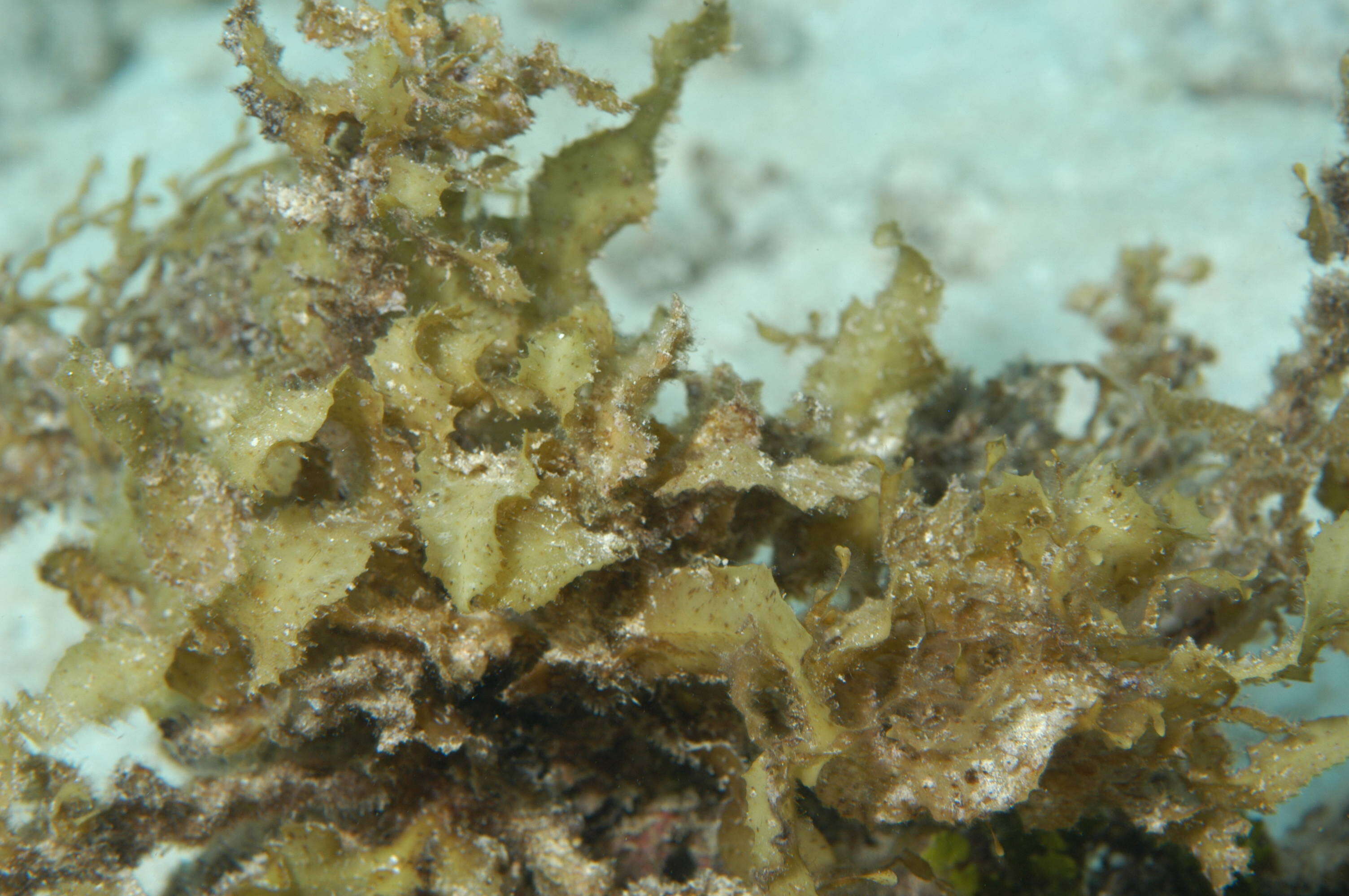 Слика од Sargassum C. Agardh 1820