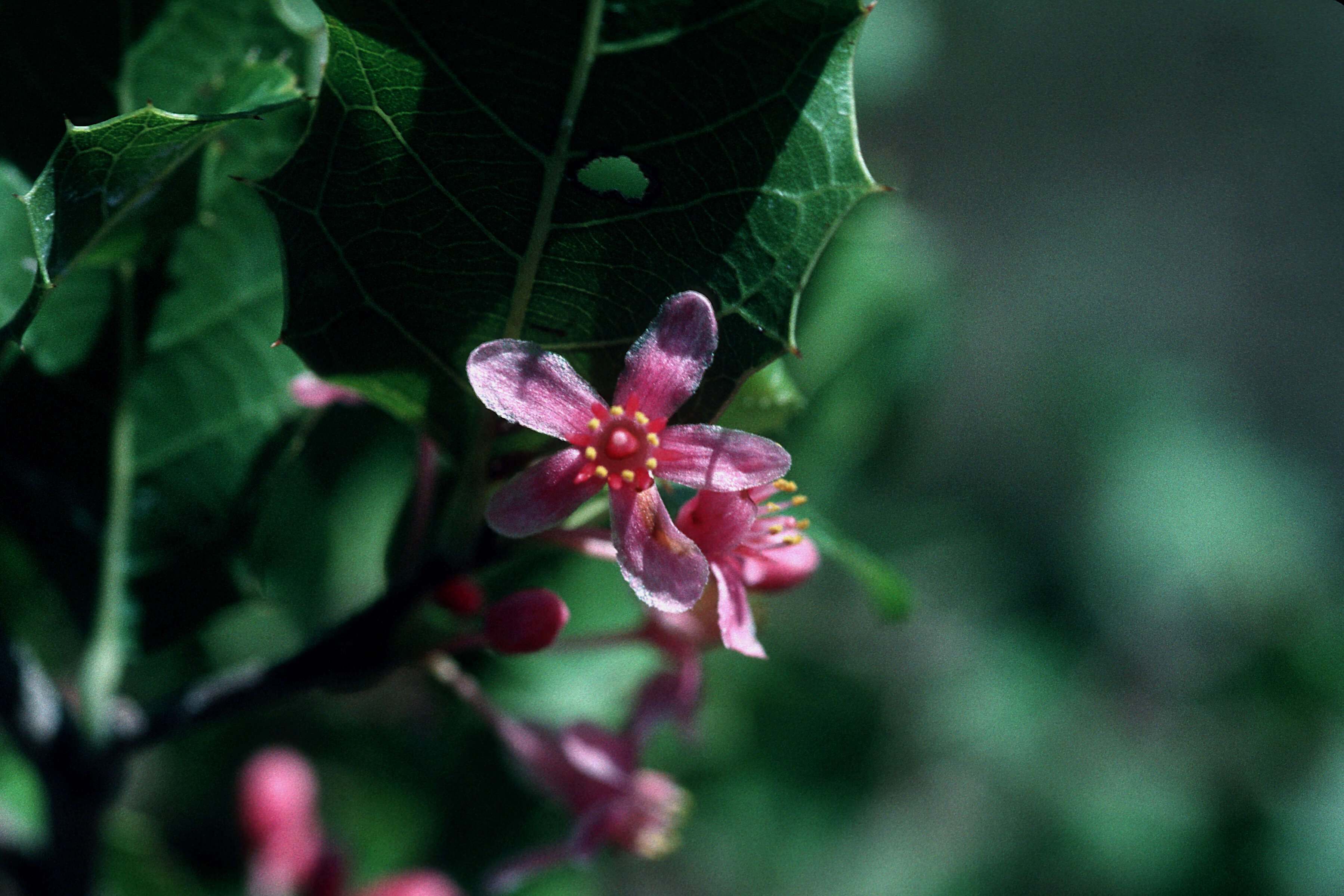 Image of Casearia ilicifolia (Sw.) Vent.