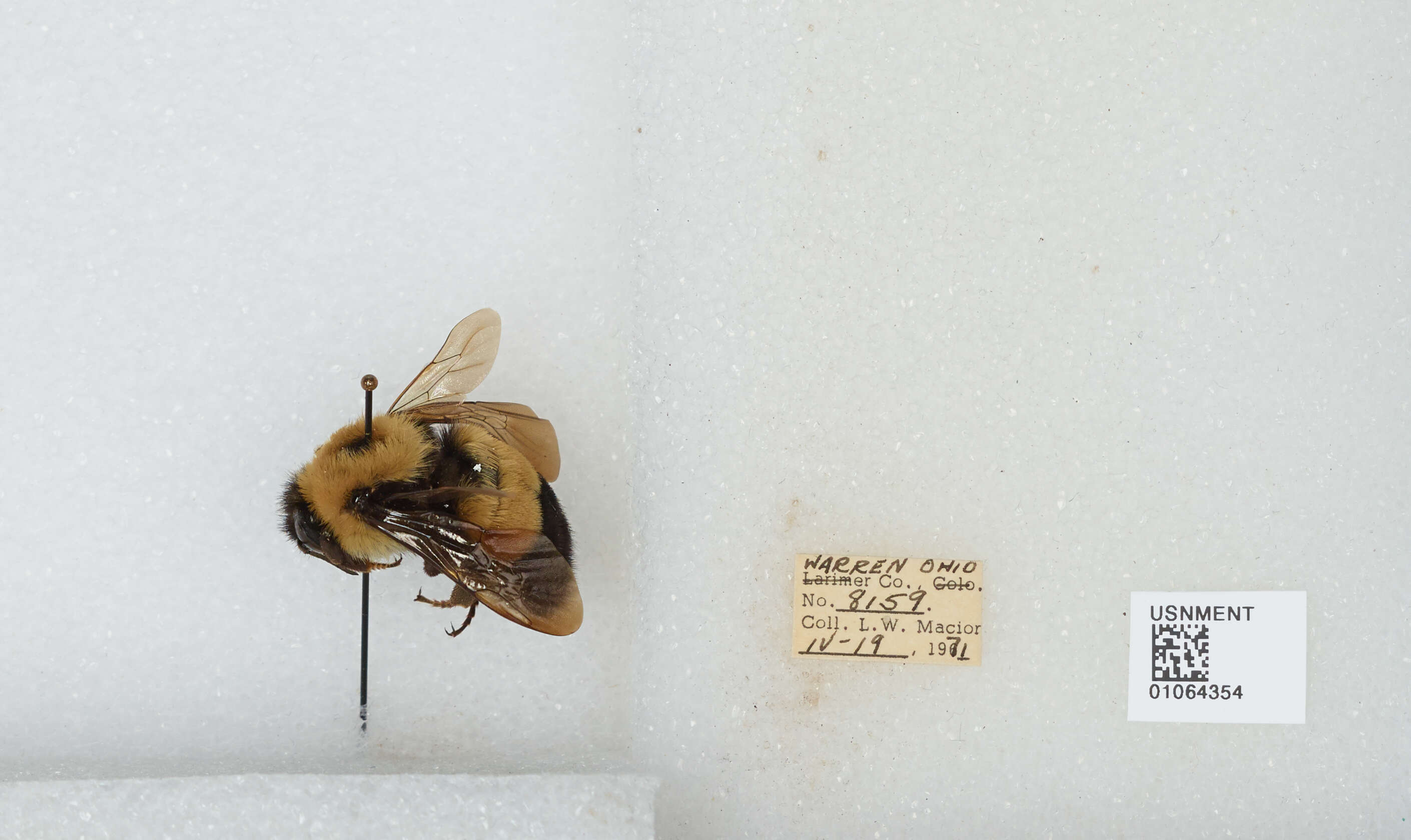 Слика од Bombus affinis Cresson 1864