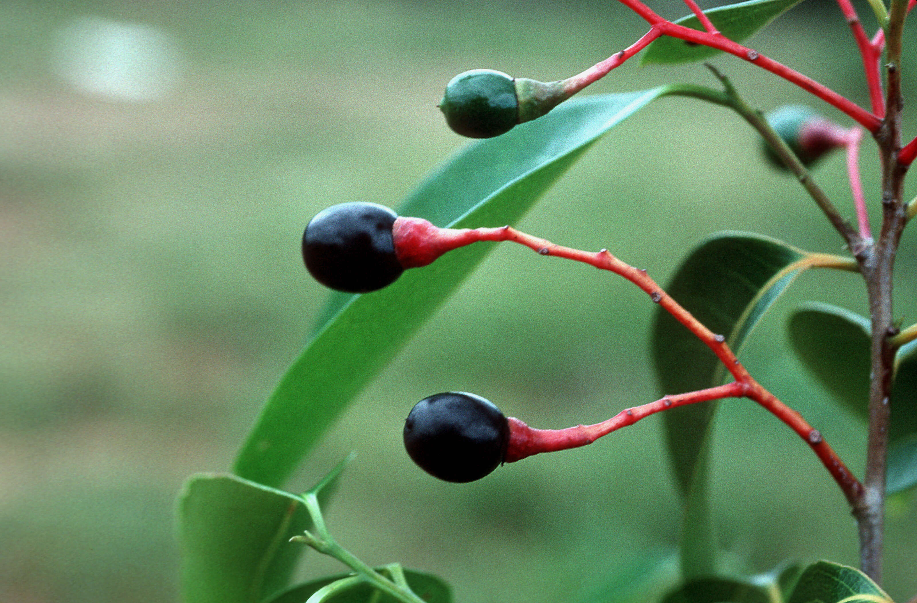 Sivun Nectandra coriacea (Sw.) Griseb. kuva