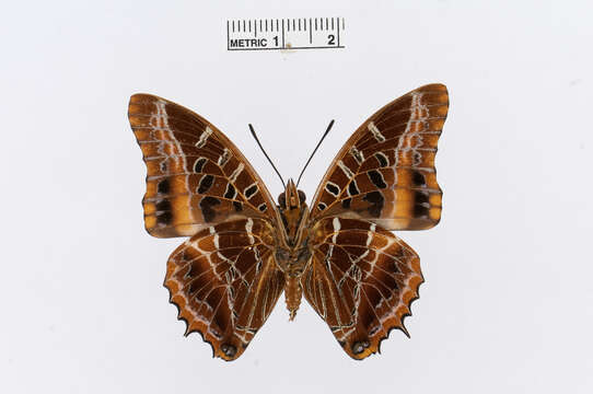 Imagem de Charaxes richelmanni Röber 1936