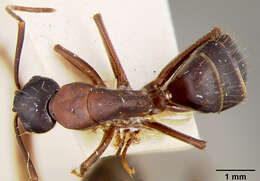 Plancia ëd Camponotus maculatus (Fabricius 1782)