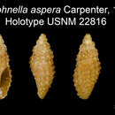 Image of Daphnella aspersa (Gould 1860)