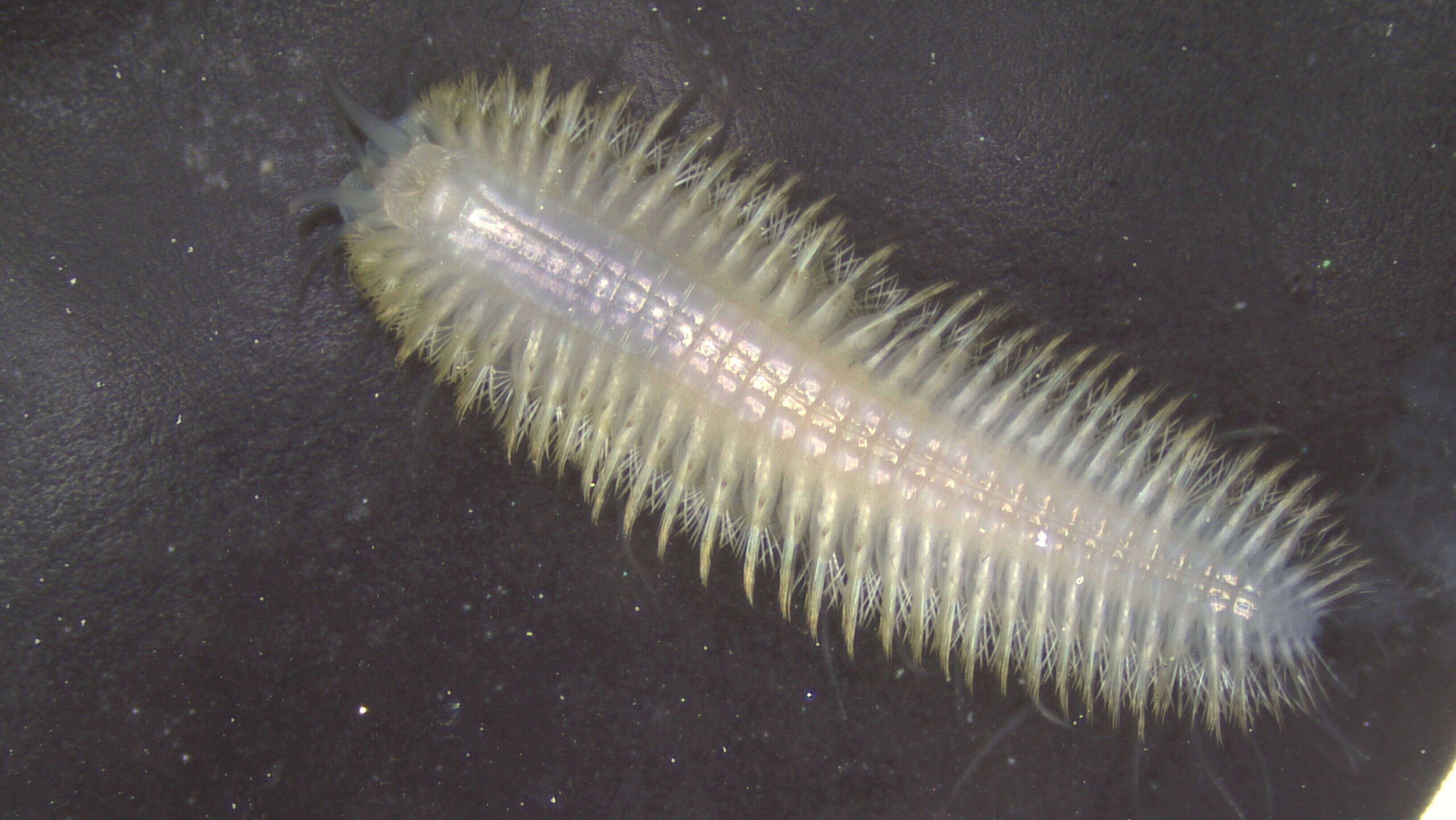 Image of Polynoidae