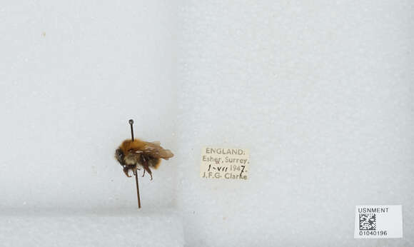 Image of Common carder bumblebee