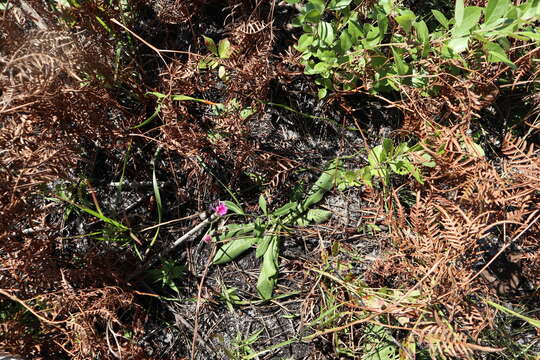 صورة Vernonia acaulis (Walt.) Gleason