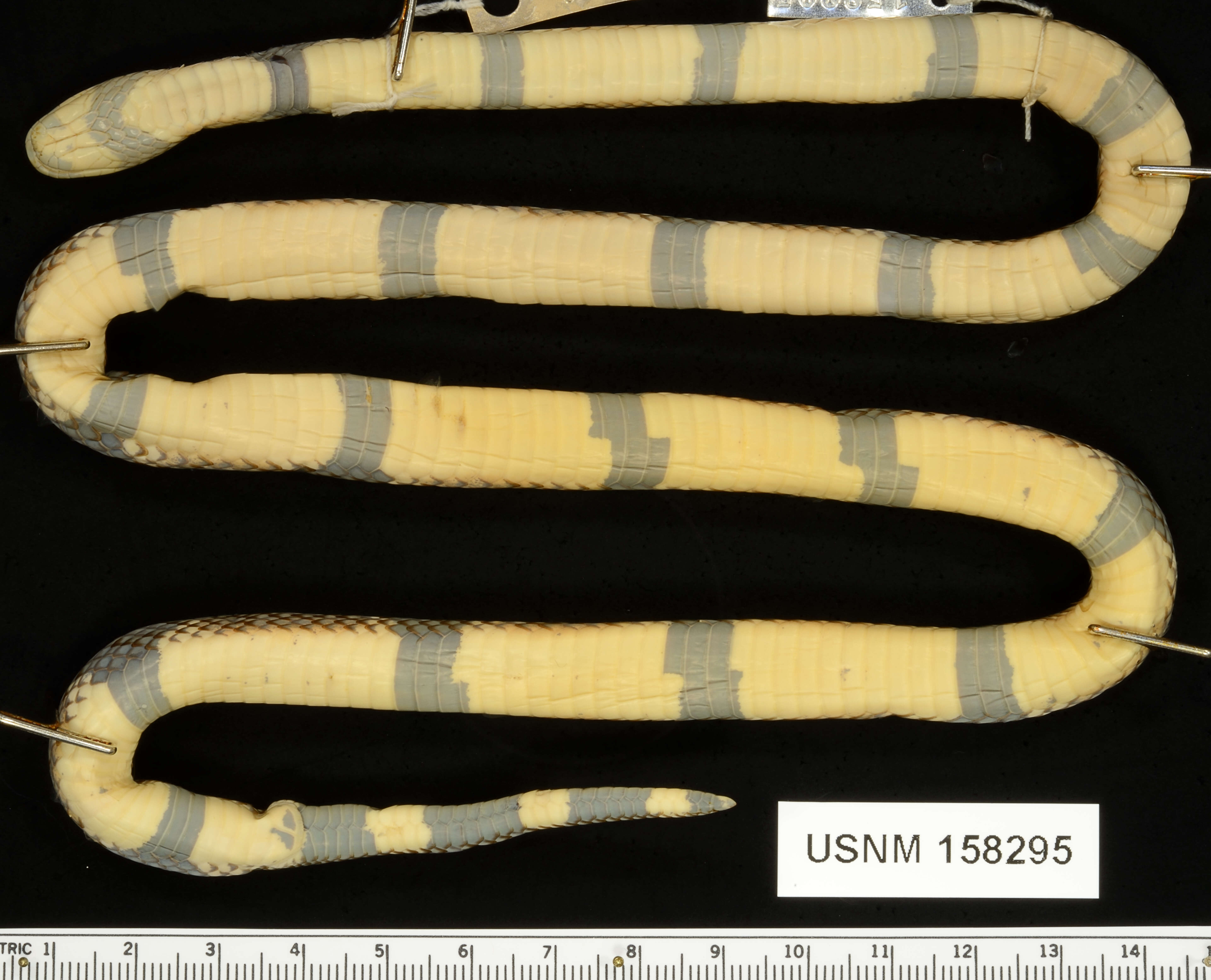 Image of Peters' Coral Snake