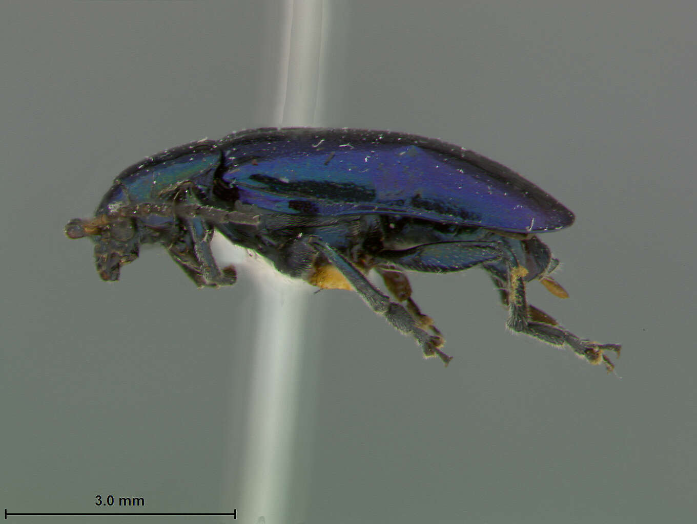 Image of Scelolyperus pasadenae S. Clark 1996