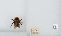 Image de Bombus insularis (Smith 1861)