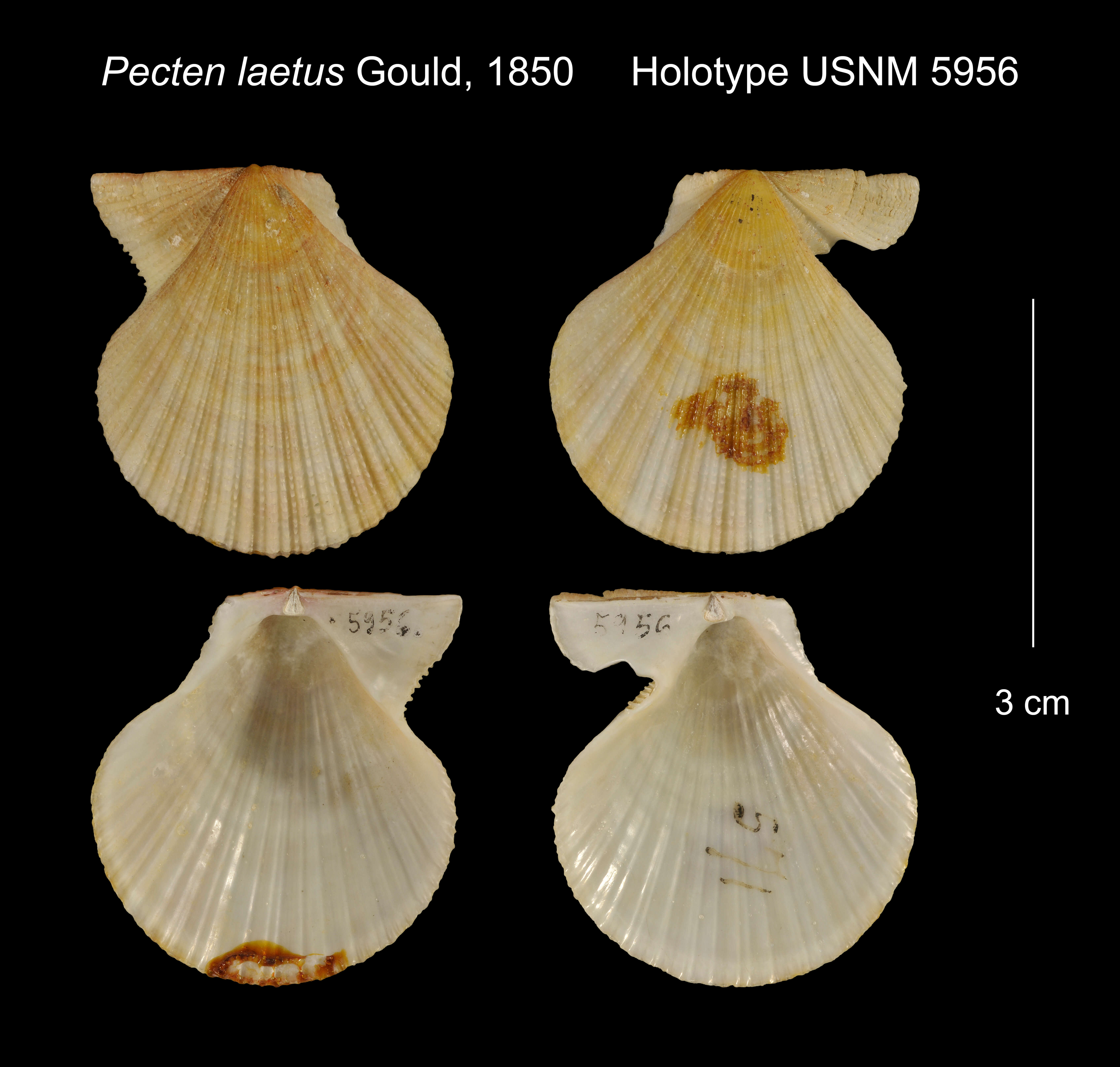 Image of Pectinidae