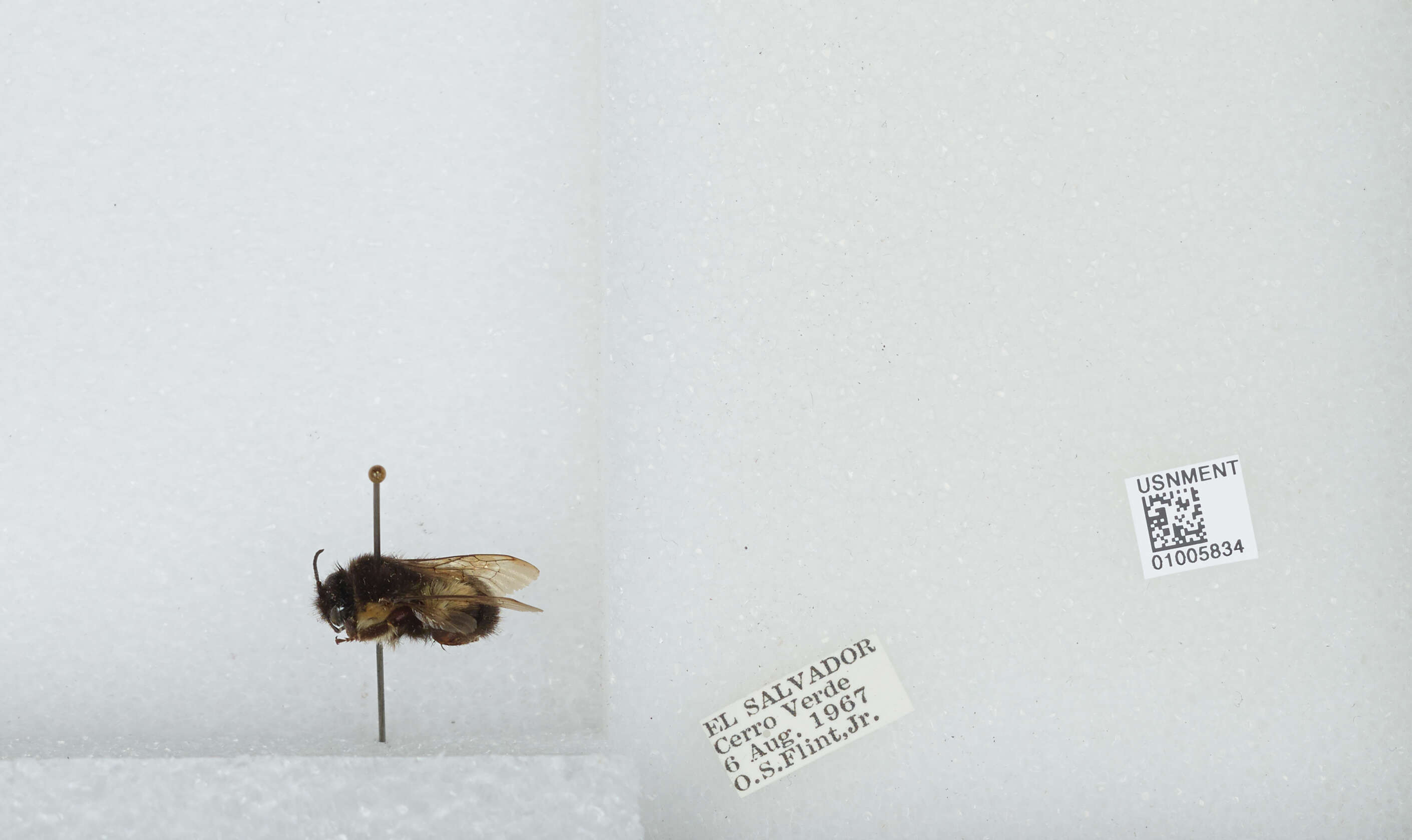 Bombus ephippiatus Say 1837 resmi