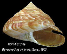 Image de Bayerotrochus pyramus (Bayer 1967)