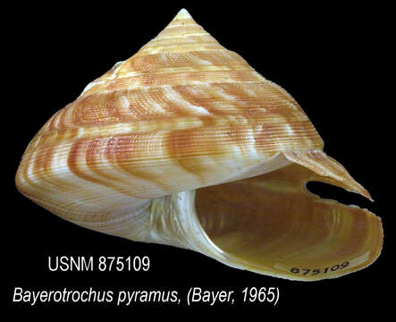 صورة Bayerotrochus pyramus (Bayer 1967)