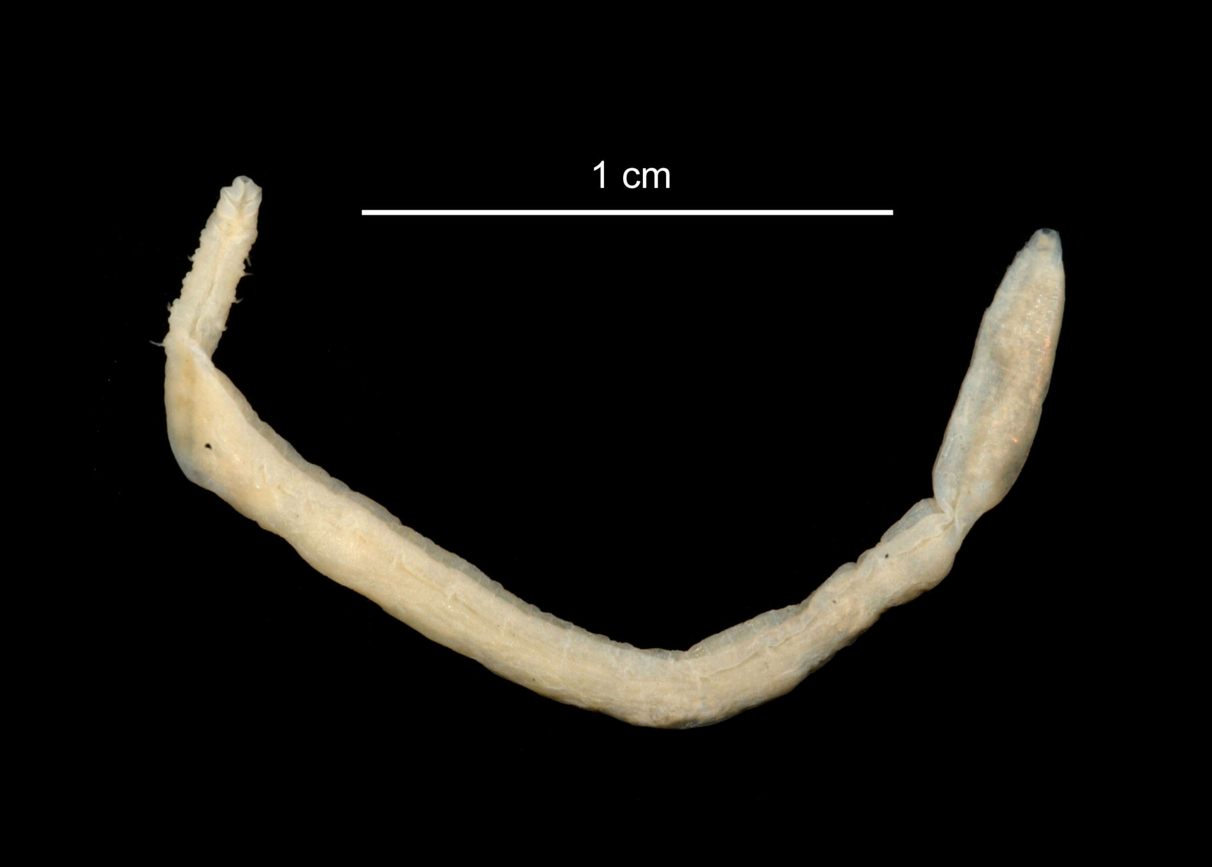 Sivun Ophelina setigera (Hartman 1978) kuva