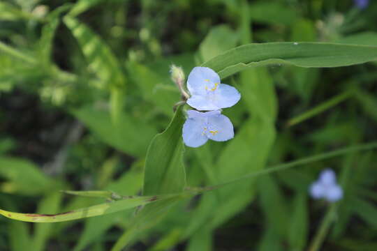 Image of zigzag spiderwort