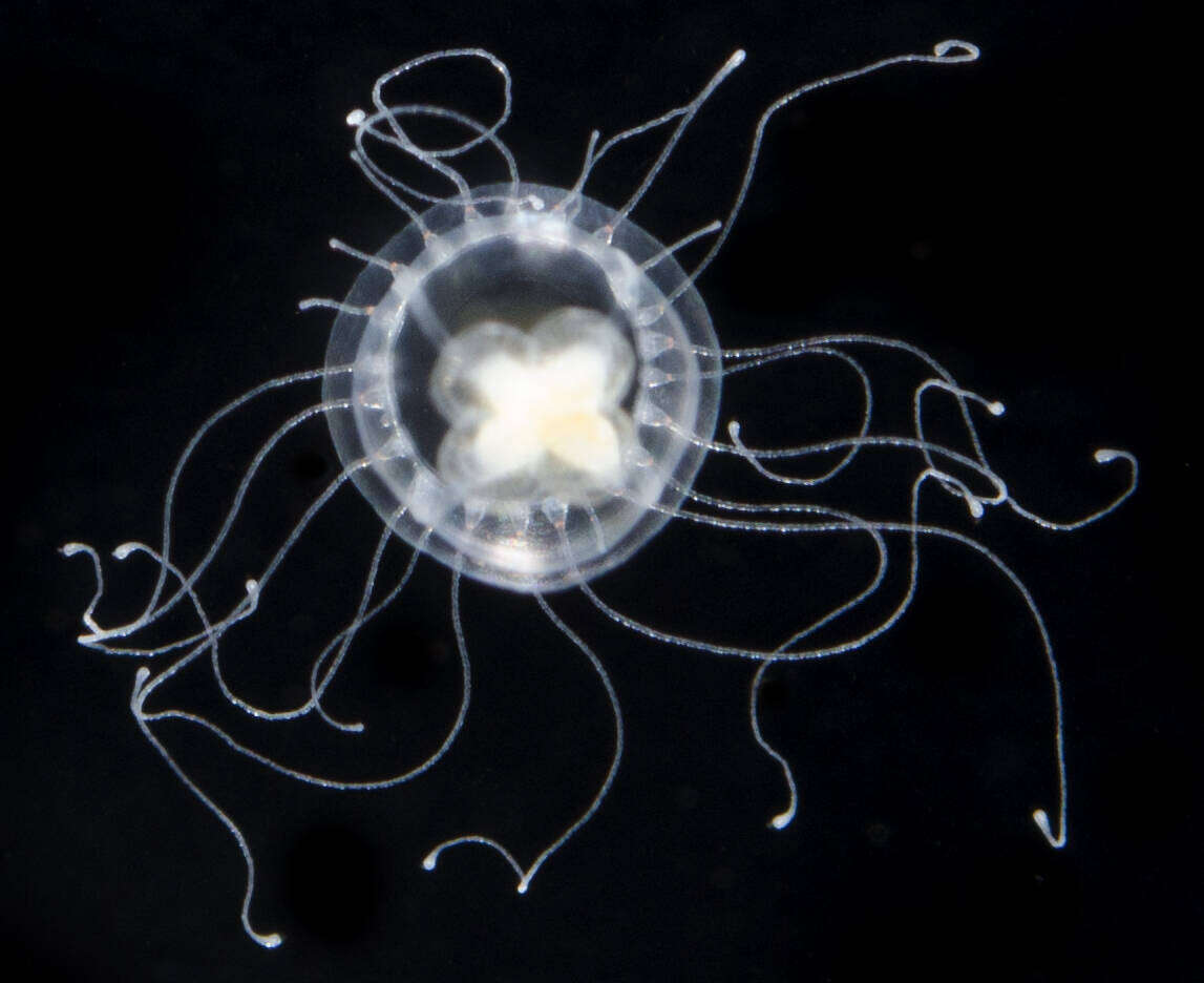 Image of Immortal jellyfish