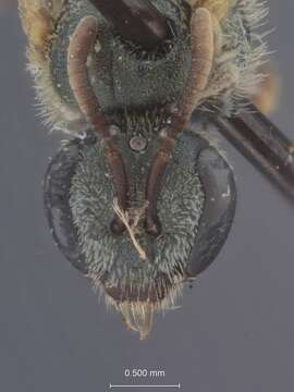 Image of Halictus