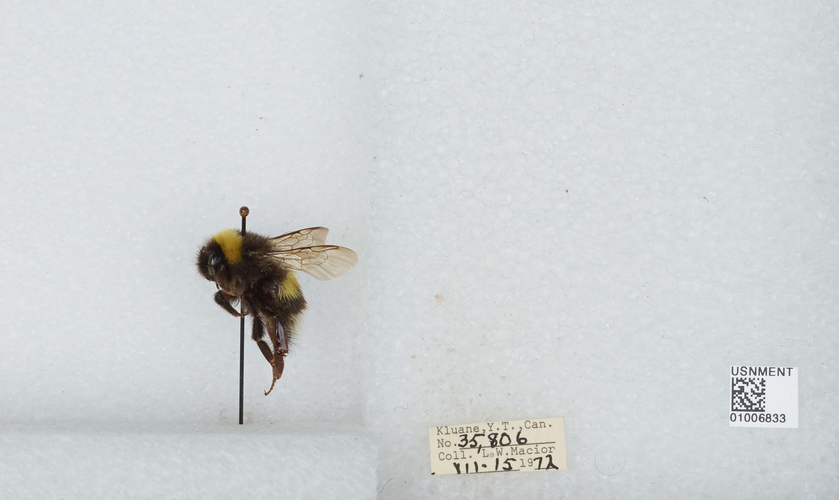 Image of White-tailed bumblebee