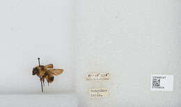 Image of Bombus trifasciatus Smith 1852