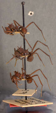 Image of Acromyrmex octospinosus cubanus Wheeler 1937