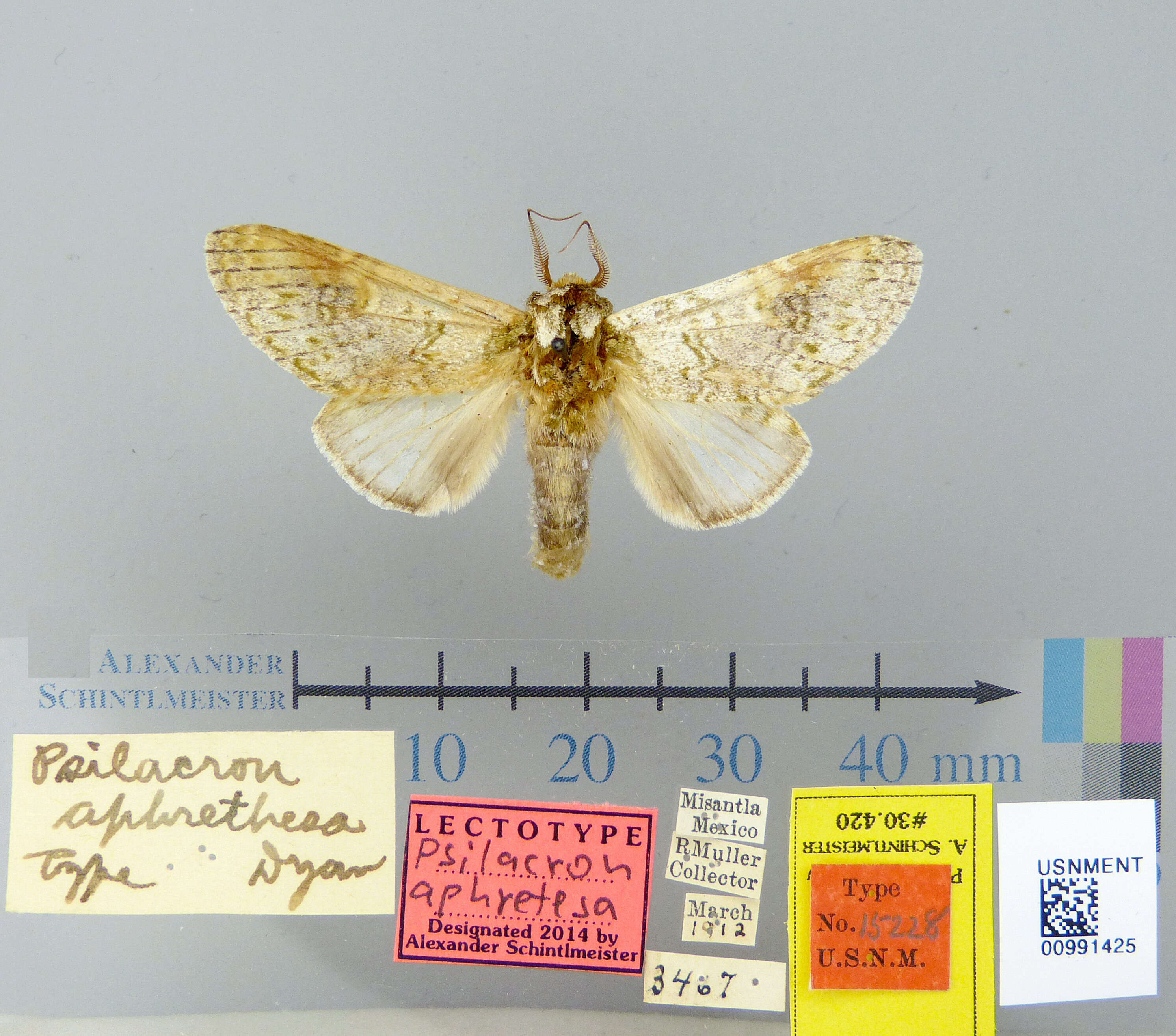 Image of Psilacron aphretesa Dyar 1913