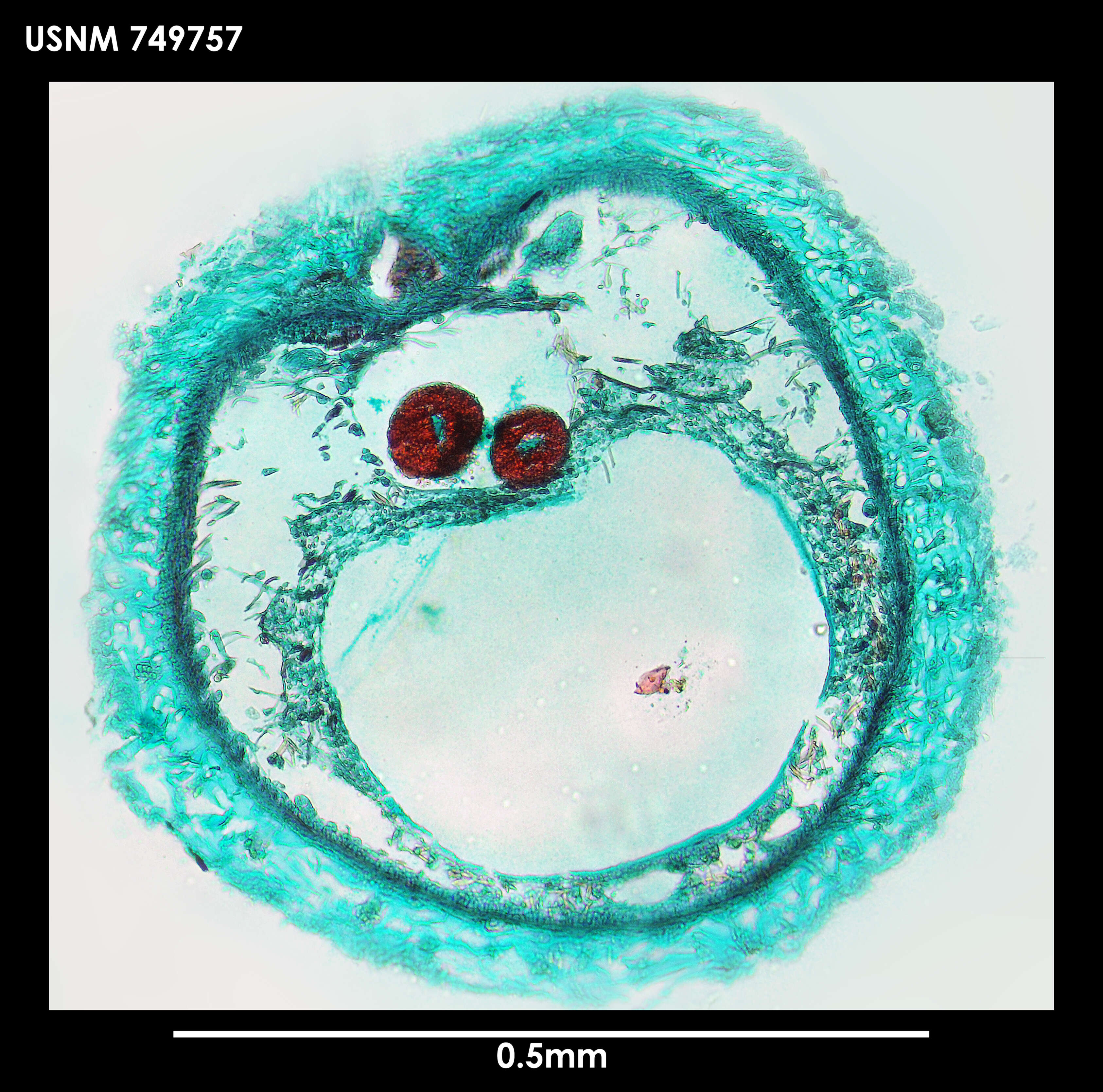 Image of Dorymenia acutidentata Salvini-Plawen 1978