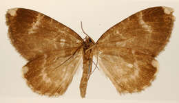 Image of Erebochlora regularis Dognin 1911