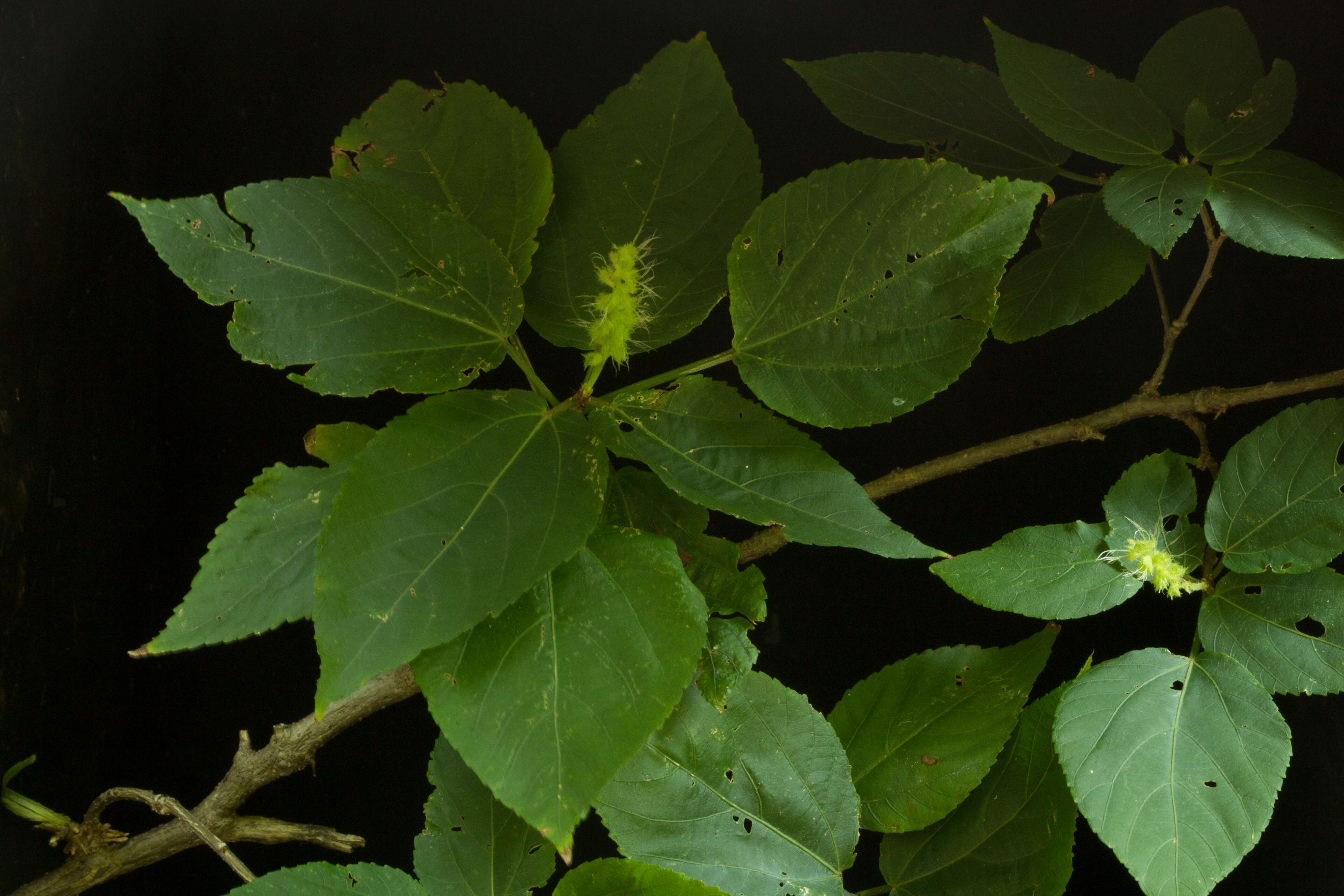 Image of Acalypha schiedeana Schltdl.