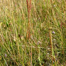 Imagem de Elymus sclerophyllus (Nevski) Tzvelev