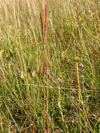 Слика од Elymus sclerophyllus (Nevski) Tzvelev