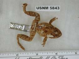 Imagem de Scinax acuminatus (Cope 1862)