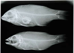 Image of Golden-spot hogfish