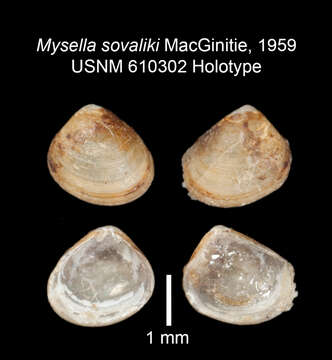 Sivun Kurtiella sovaliki (MacGinitie 1959) kuva