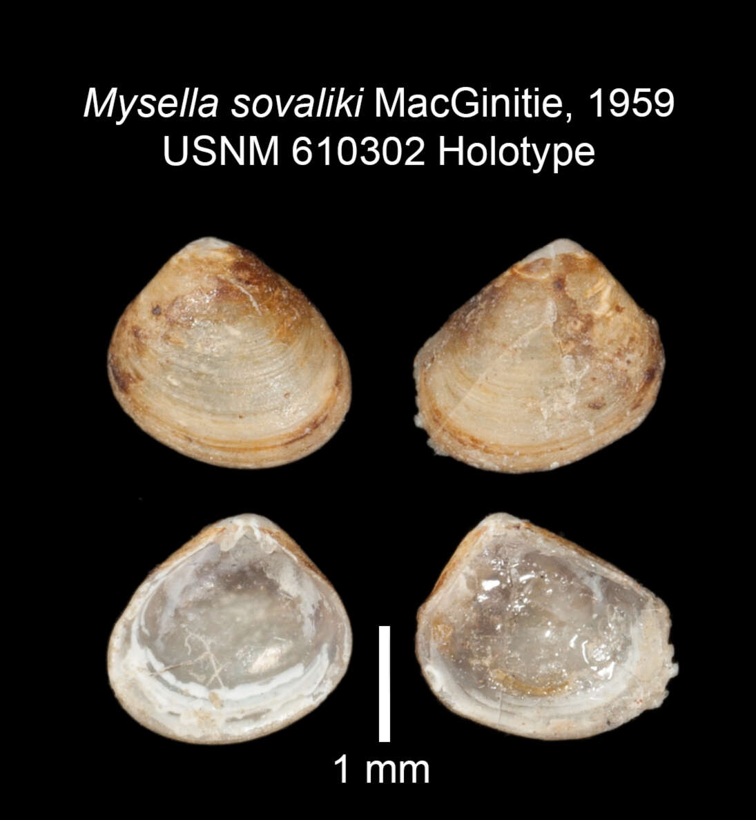 Sivun Kurtiella sovaliki (MacGinitie 1959) kuva