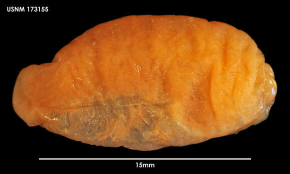 Holophryxus acanthephyrae Stephensen 1913 resmi