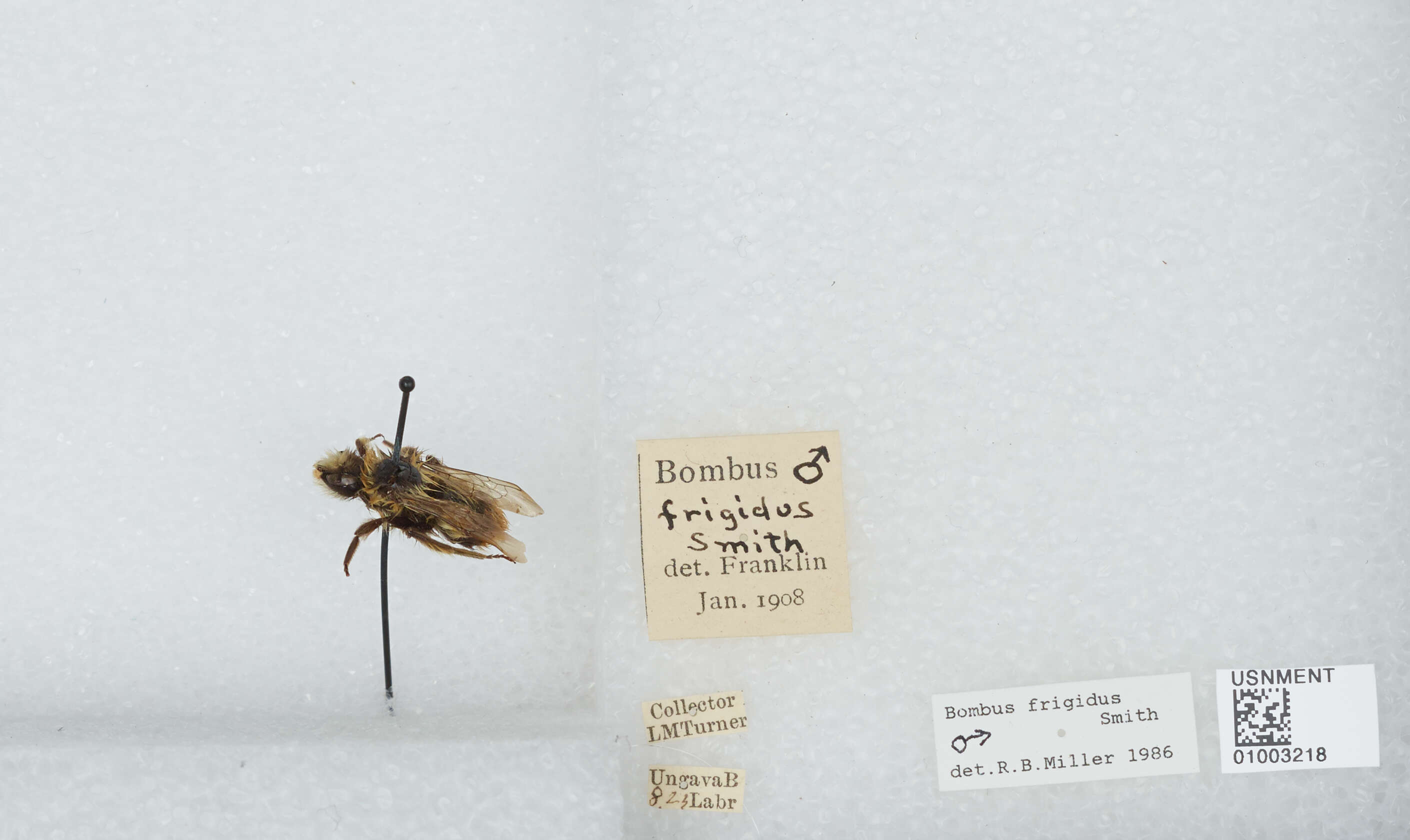 Image of Frigid Bumble Bee