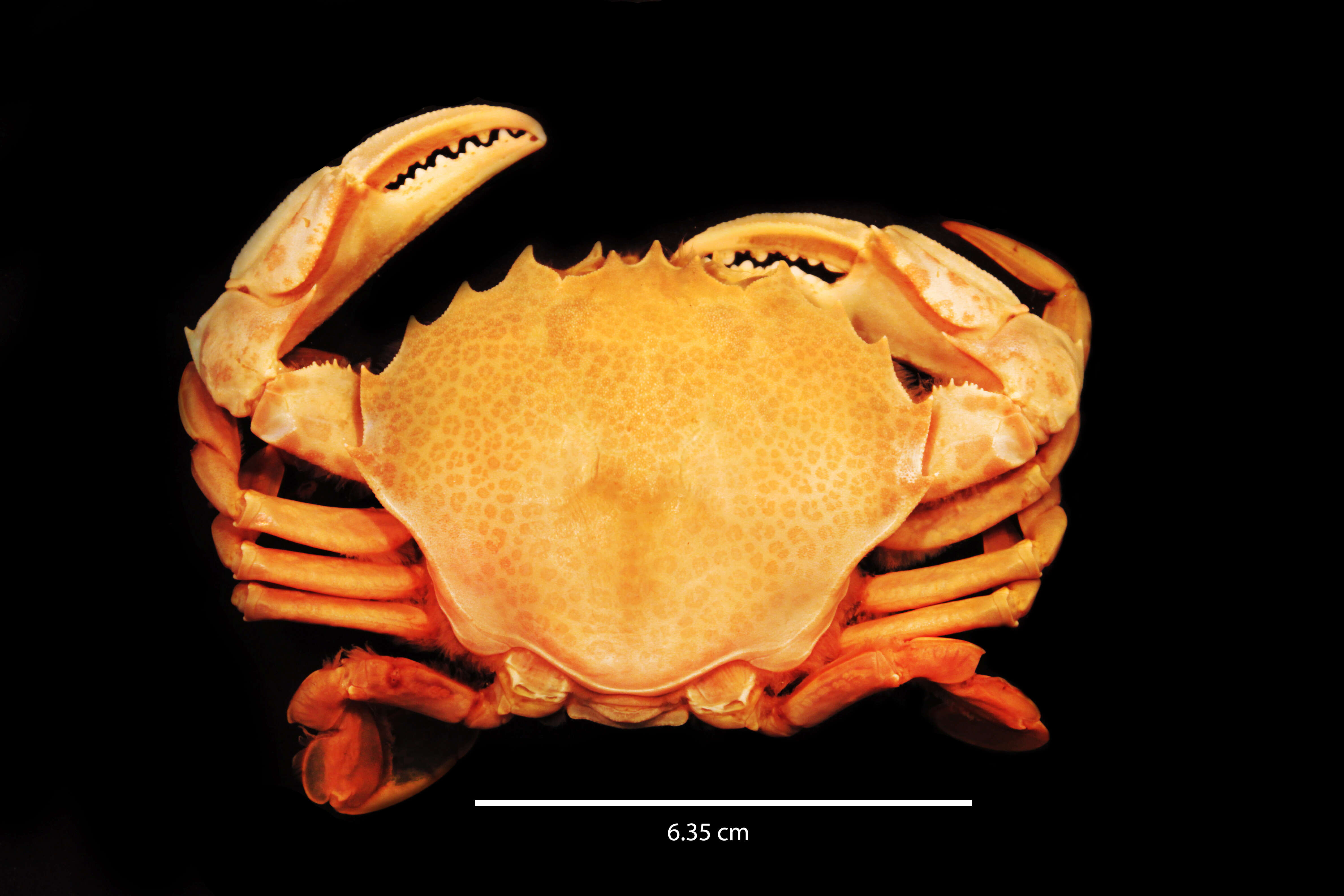 Image of Lady Crab